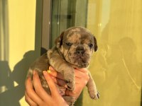 Çok Özel Lilac Tan Merle Ve Blue French Bulldog Yavrularımız