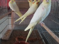 Balıkesir Yavru Ve Yetişkin Ev Üretimi Sultan Papağanı