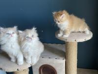 Bicolour Safkan British Longhair Kardeşler