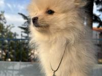 Pomeranian Spitz Yavrular