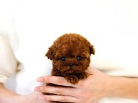 Toy Poodle Güzel Yavrular