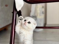 Kendi Kedimin Yavruları