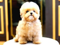 Toy Poodle Yavrular Ücretsiz Değildir