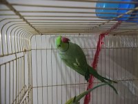 Erkek Pakistan Papağanları