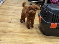 Micro Teddy Lekesiz Dişi Poodle