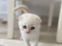 Scottish Fold Kediler