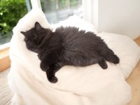 Çikolata Uzun Tüy Çok Özel Bir Yavru British Longhair