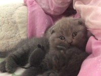 Acil Scottish Fold Yavru Koyu Siyah