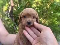 Sıfır Boy Maltipoo Yavrular