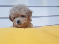 Chipli Pasaportlu Toy Poodle Yavruları