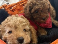 Safkan toy poodle yavruları ve mikro chipli tüm aşıları tam