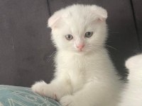 Yavru Scottish Fold