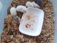 Bayrama özel hamster kampanya