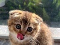 Kusursuz güzellik scottish fold yavrular