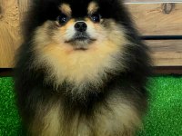 11 Aylık Teddy Bear Erkek Pomeranian