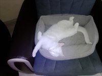 1 Yaşında Ankara Kedisi Ücretsiz Sahiplendirme Yapacağım