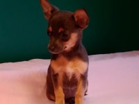 Sıfır Numara Pinscher Yavrularımız