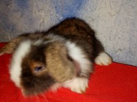 Teddy Lop Tavşan Yavrular Sütten Kesilmiştir