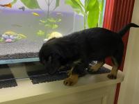 Dachshund Ve Maltipoo Melezi Yavru Bebek