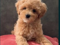 Tüy dökmeyen maltipoo yavrularımız