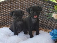 Irk garantili pug yavruları