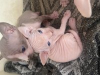 Sfenks Yavrularımız İçin Yuva Arıyoruz