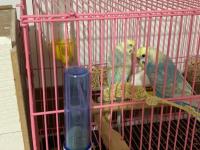 Yeme Düştü Sayılırlar Muhabbet Kuşu Yavrusu Gelen Alır