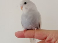 Yeme düşmüş muhabbet kuşumuz