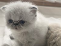 Safkan İran Kedisi Yavrularımız