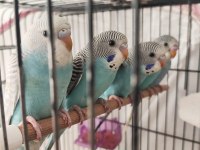 Yavru muhabbet kuşlar