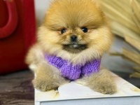 Türkiye'nin En Seçkin Pomeranian Boo (Ayı Surat) Garantili Yavruları