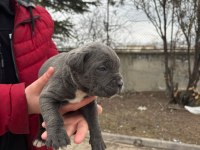 Ab Kalite Cane Corso Bebekler Yeni Yuvalarını Arıyorlar