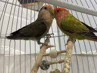Sevda papağanı çift 2 yaşında