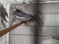 8 Adet Yavru Yeme Düşmüş Yavru Sultan Papağanı