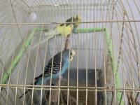 Uysal eşli muhabbet kuşu