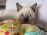 Acil scottish straight yavru ilanı