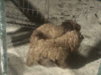 Red Brown Gebe Poodle