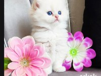 Maviş British Longhair Prens