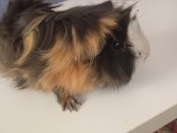 5 aylık dişi ginepig