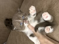 British Shorthair Kız Kardeşler