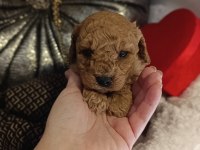 Dişi ve erkek toy poodle