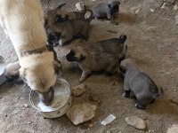 Sivas'ın Has Kangal Yavruları