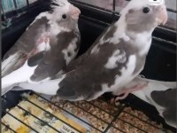 Çekmeköy Sultan Papağanı 2 Aylık