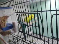 Kuşlar Ve Üretim Kafesi Hepsi Birlikte Verilecektir