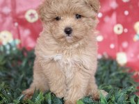 Tüy Yumağı Maltipoo
