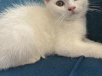 British Beyaz Erkek Kedimiz