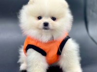 Safkan pomeranian boo köpeklerimiz