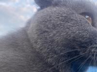 3 Tane Kedimiz Bir Anne Ve İki Yavru