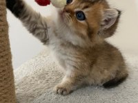 Yavru Golden British Shorthair