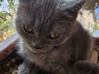 British Cins Kedimiz Ücretsiz Sahiplendirme